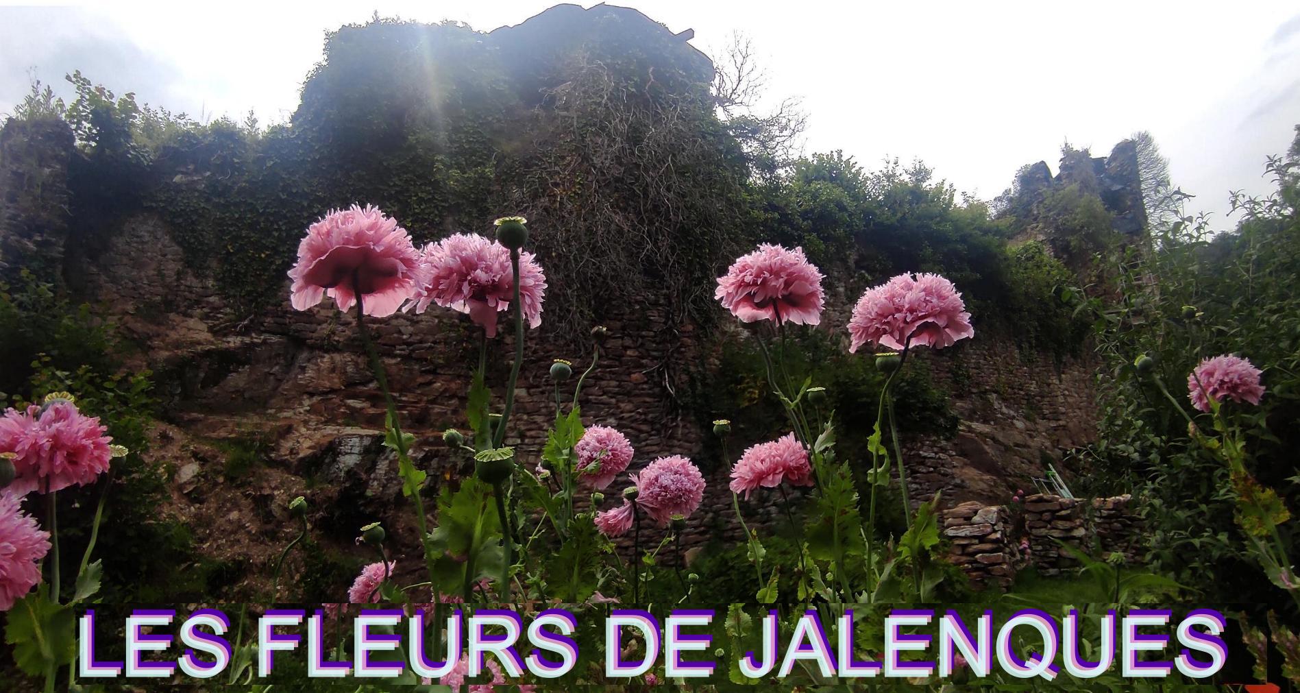 jalenques/images/lechateau_9-4.jpg 